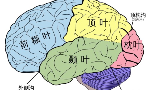 癫痫病人发病时怎样正确施救-癫痫病人会因为天气变化发病么网 - 网站提供癫痫病天气热会发作吗小常识、癫痫病人会因为天气变化发病么为什么